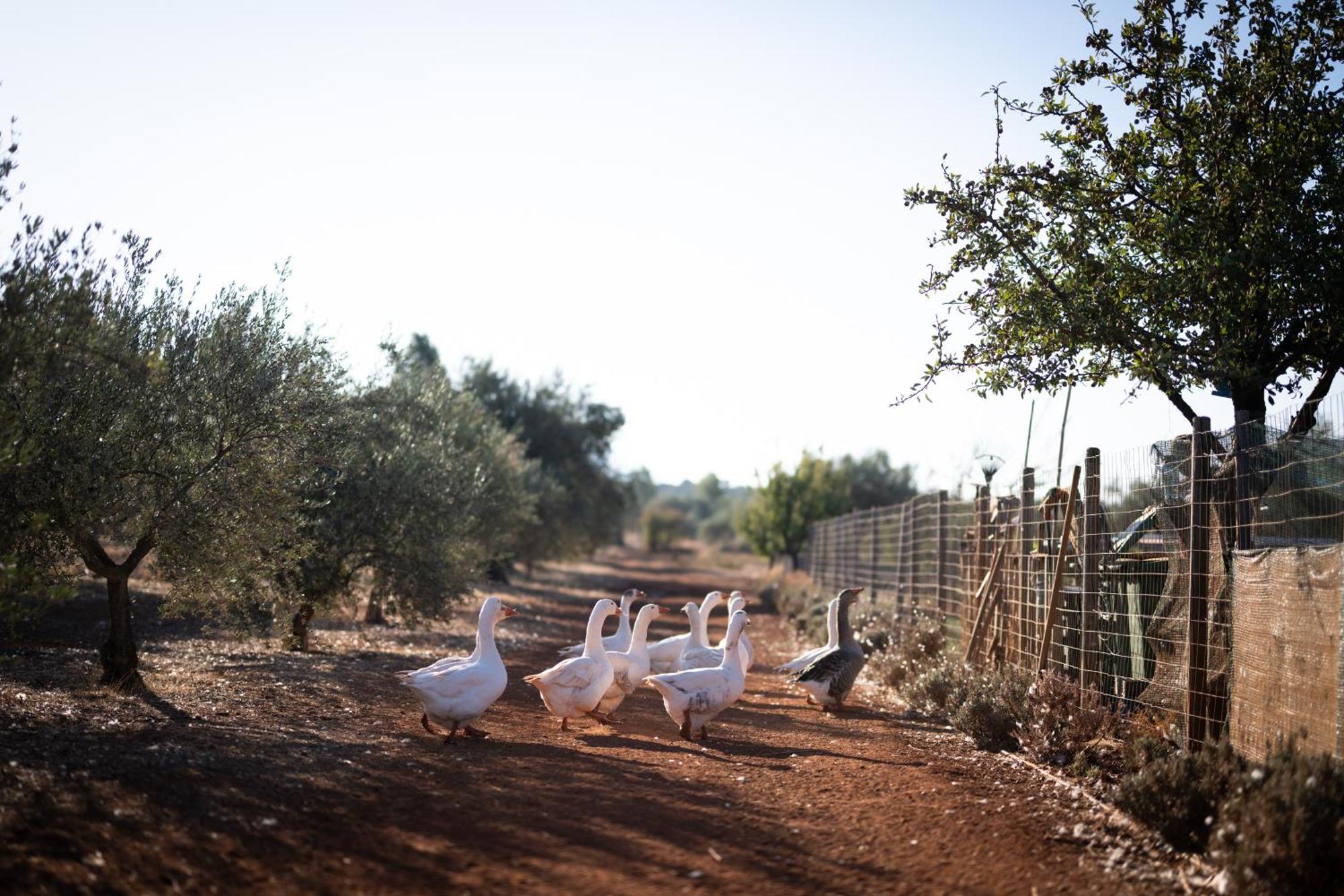 Eumelia Organic Agrotourism Farm Hotell Goúvai Exteriör bild