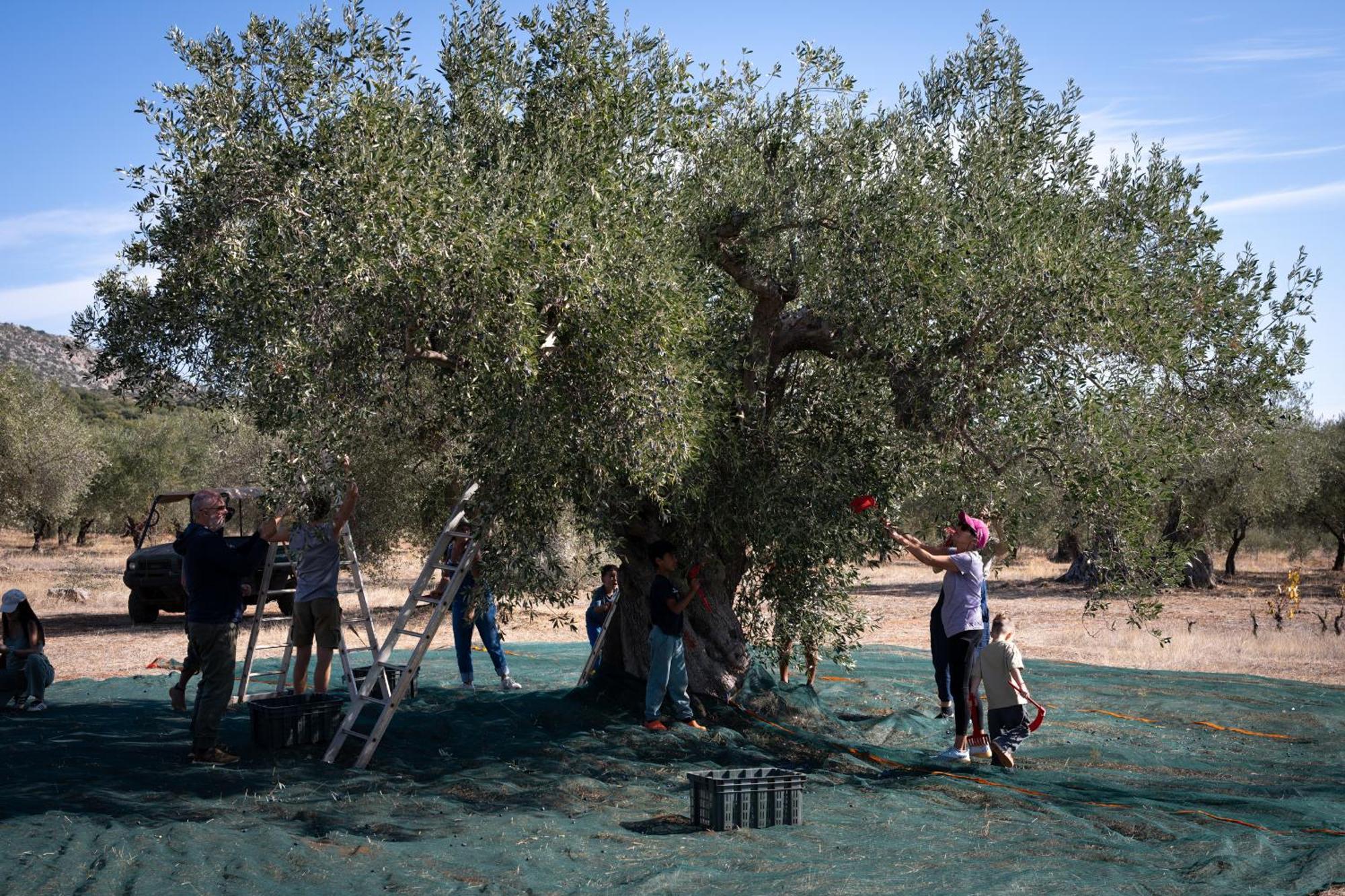 Eumelia Organic Agrotourism Farm Hotell Goúvai Exteriör bild